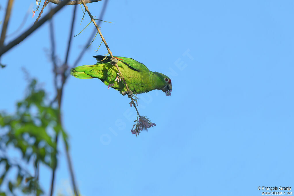 Red-lored Amazon