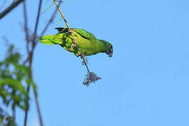 Red-lored Amazon