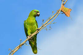 Yellow-naped Amazon