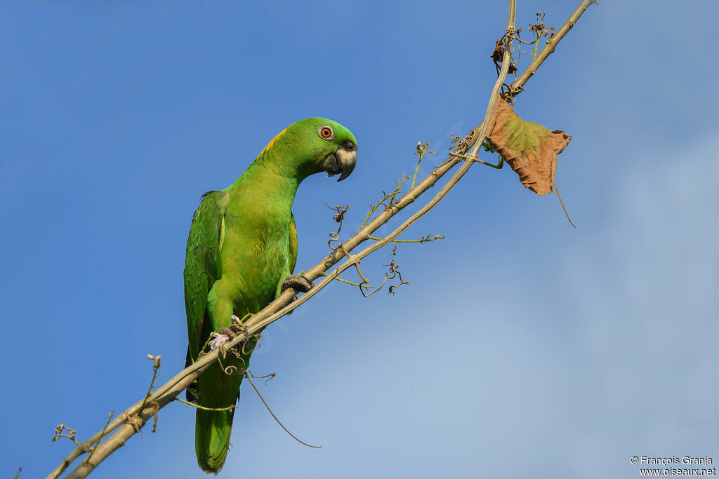 Amazone à nuque d'or