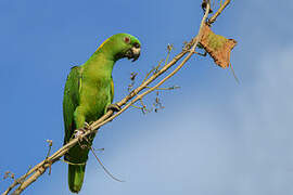 Yellow-naped Amazon