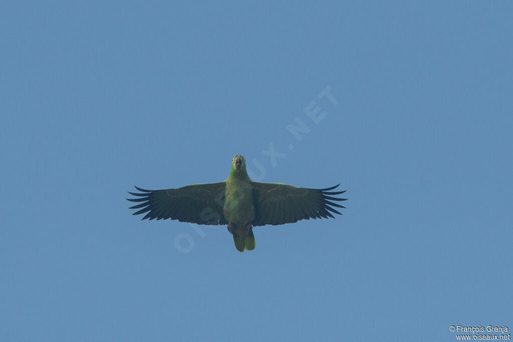 Southern Mealy Amazon