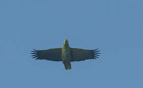 Southern Mealy Amazon