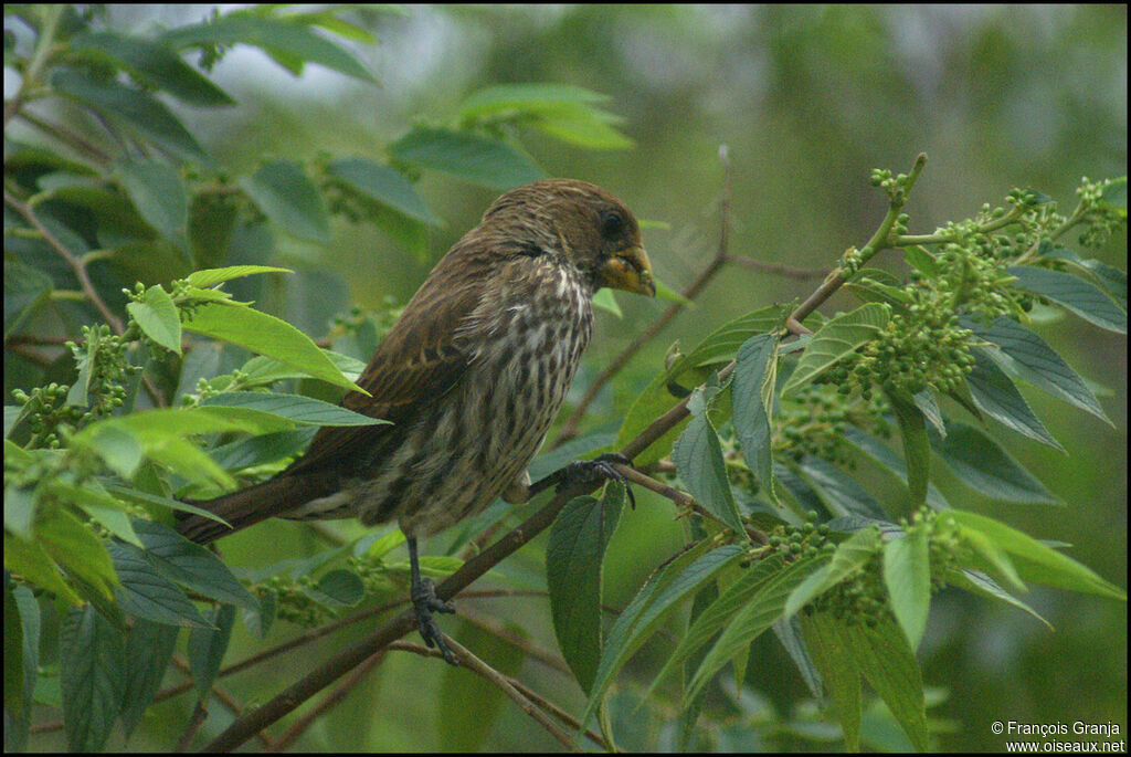 Thick-billed Weaver