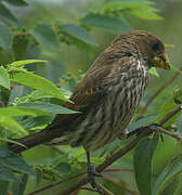 Thick-billed Weaver