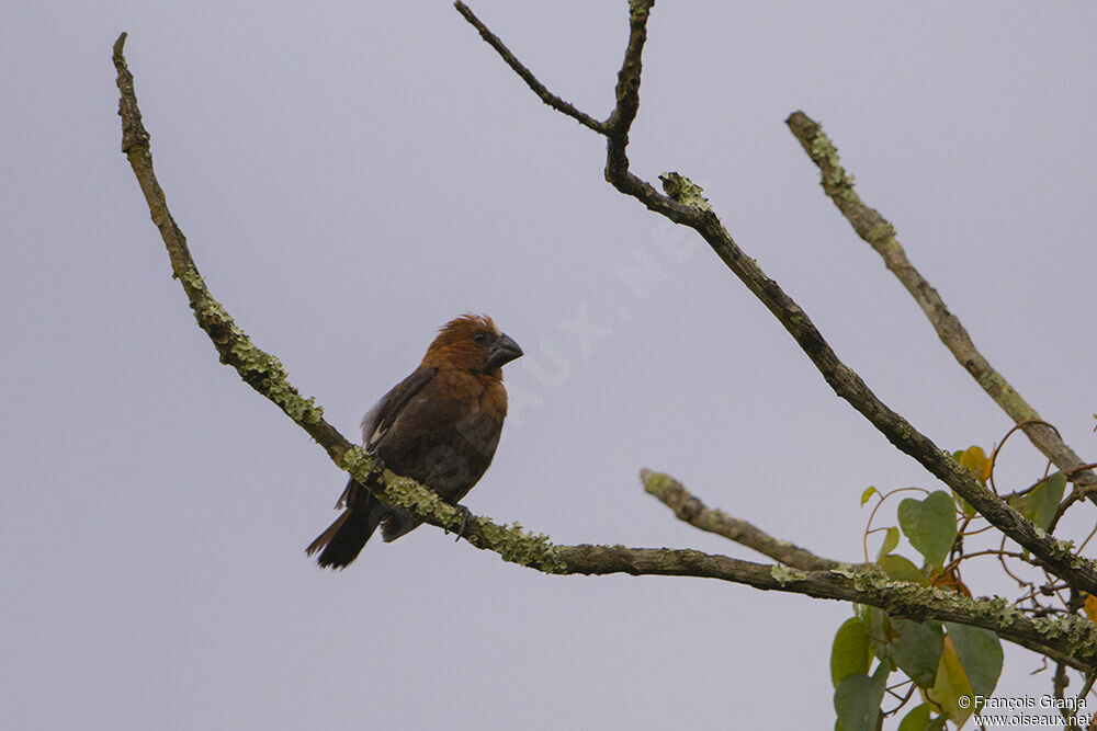 Thick-billed Weaveradult