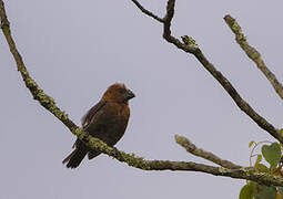 Thick-billed Weaver