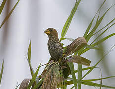 Thick-billed Weaver