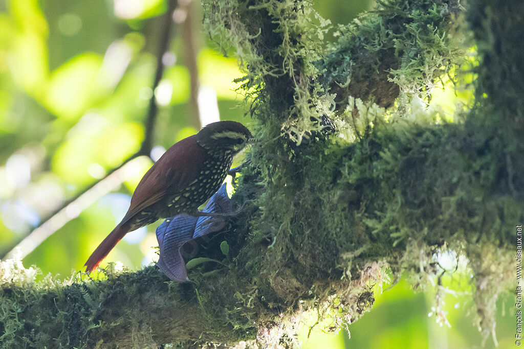 Pearled Treerunner