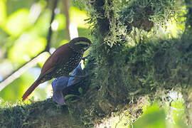 Pearled Treerunner