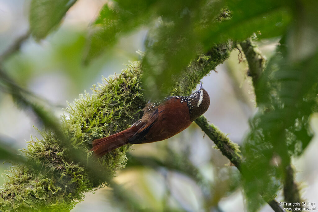 Pearled Treerunner