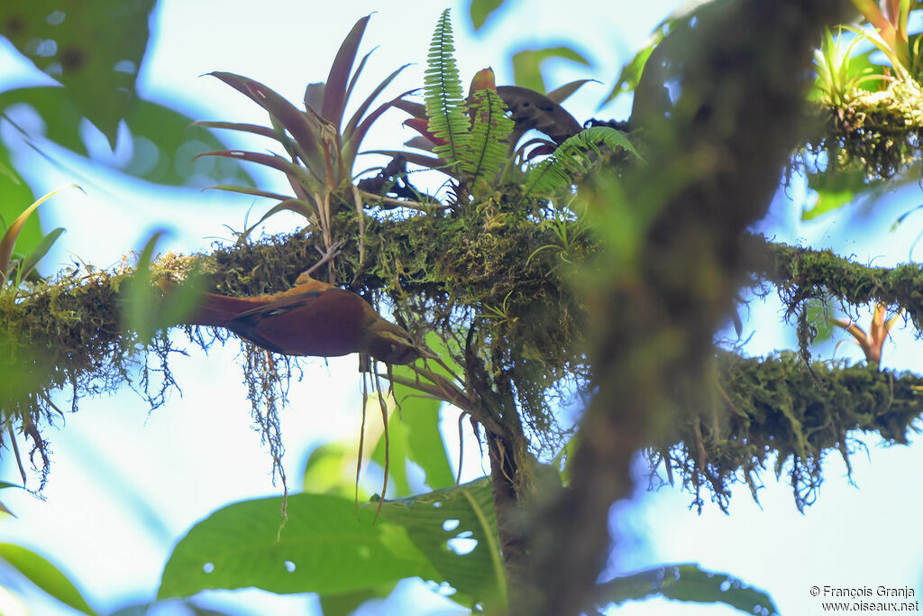 Ruddy Treerunner