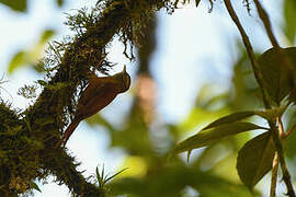 Ruddy Treerunner