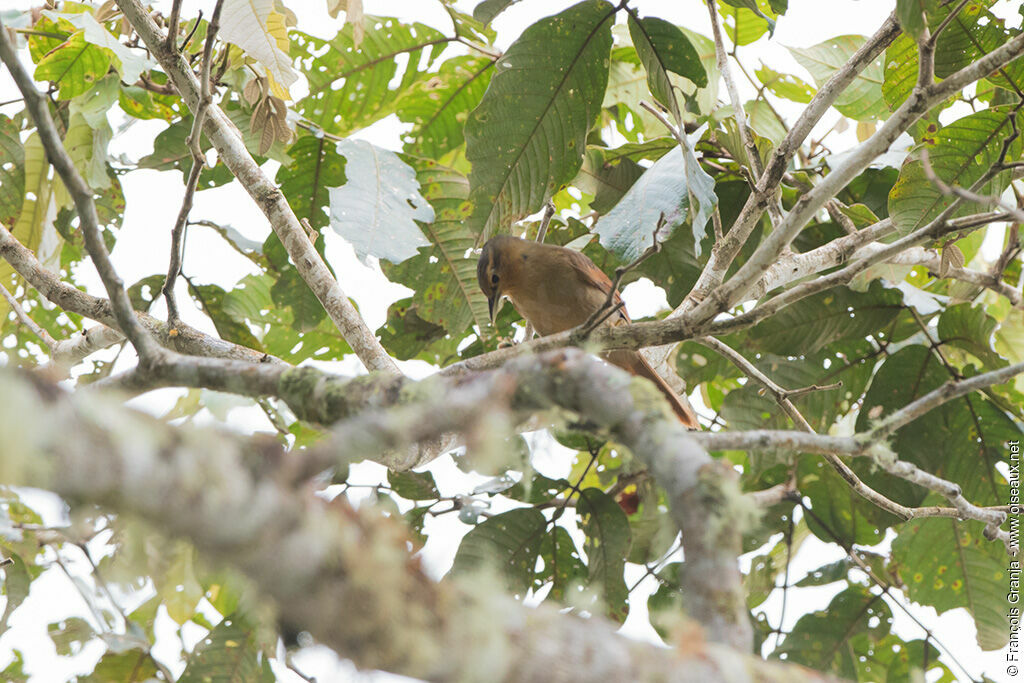 Anabate à ailes rousses