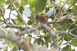 Chestnut-winged Foliage-gleaner