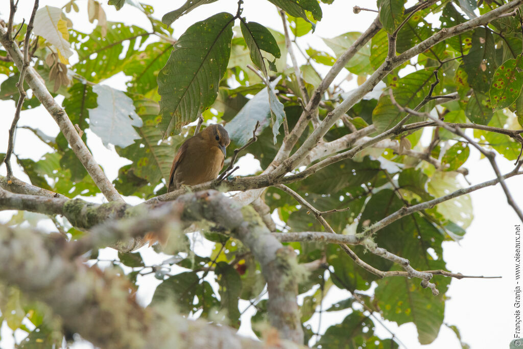 Chestnut-winged Foliage-gleaner