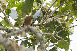 Chestnut-winged Foliage-gleaner