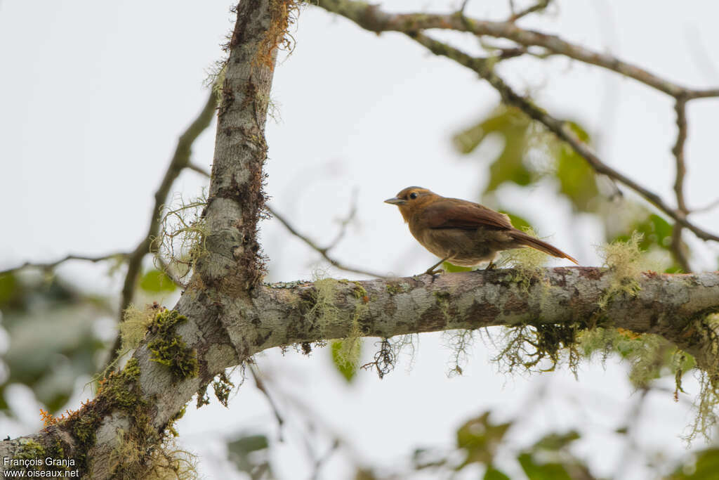 Anabate à ailes roussesadulte, identification