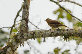 Anabate à ailes rousses