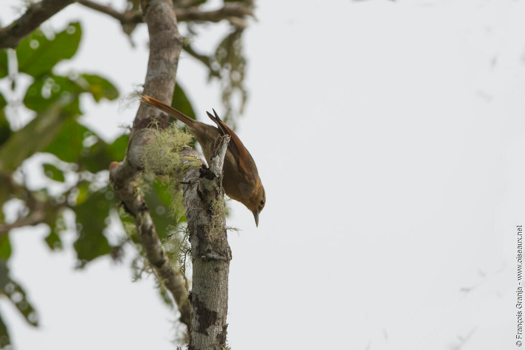 Chestnut-winged Foliage-gleaner