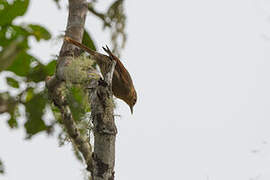 Anabate à ailes rousses