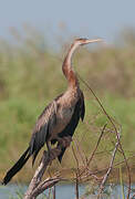 Anhinga d'Afrique