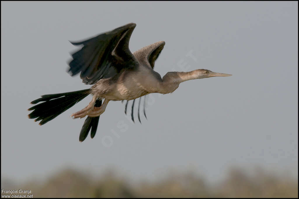 Anhinga d'Afriqueimmature, Vol