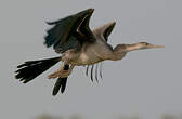 Anhinga d'Afrique