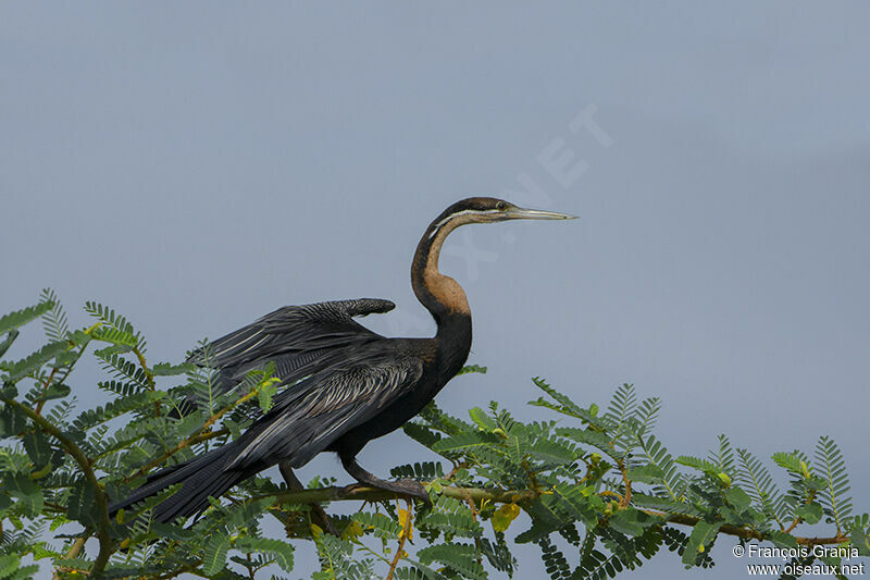 Anhinga d'Afriqueadulte