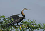 Anhinga d'Afrique