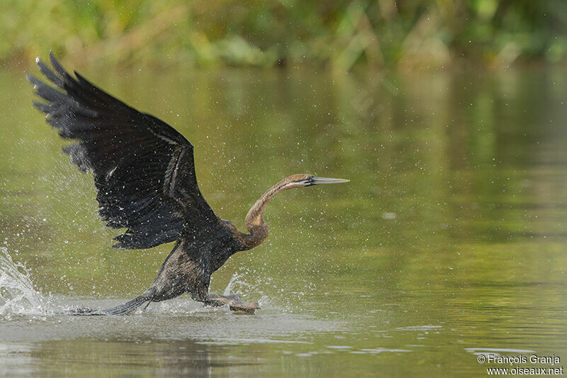 African Darter