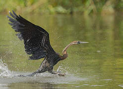 Anhinga d'Afrique