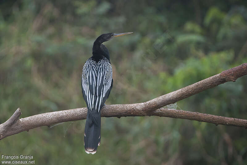 Anhinga d'Amérique mâle adulte nuptial, pigmentation, Comportement