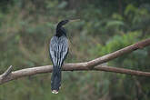 Anhinga d'Amérique