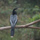 Anhinga d'Amérique