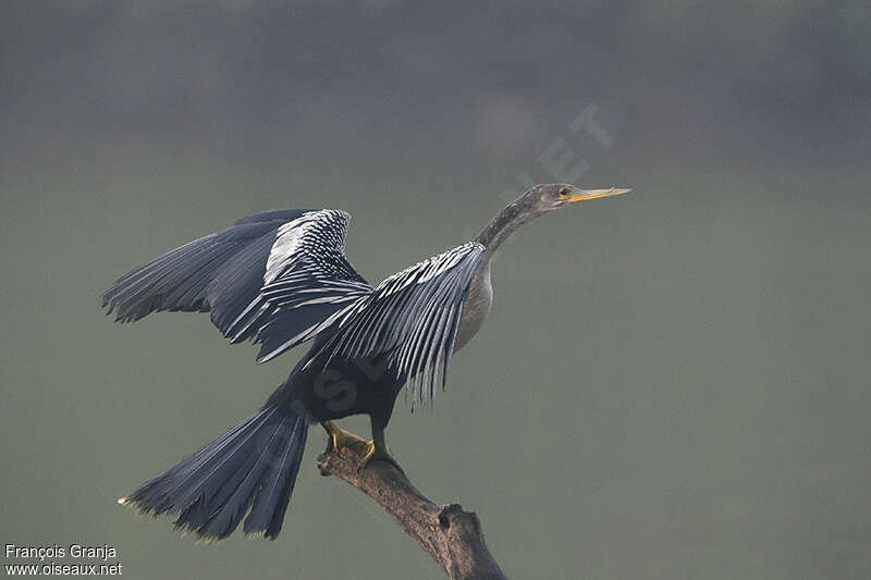 Anhinga d'Amériqueadulte internuptial, identification