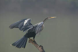 Anhinga