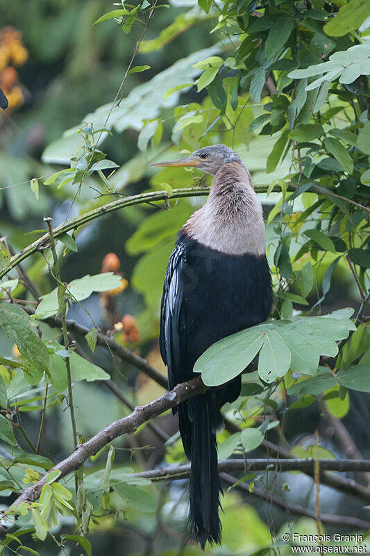 Anhinga female adult