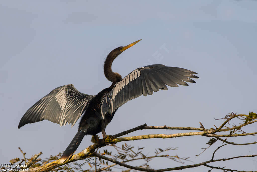 Anhinga d'Amérique mâle adulte, pigmentation, Comportement