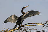 Anhinga d'Amérique