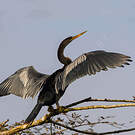 Anhinga d'Amérique