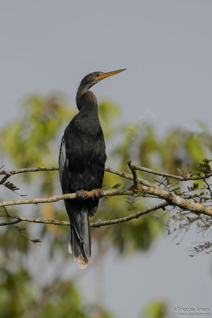 Anhinga d'Amérique