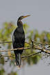 Anhinga d'Amérique