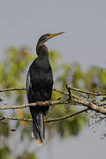 Anhinga d'Amérique