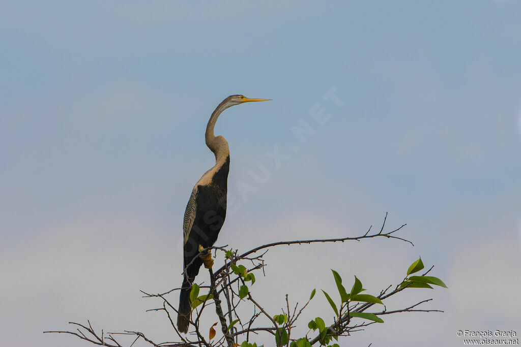 Oriental Darter