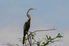 Anhinga roux