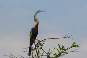 Anhinga roux