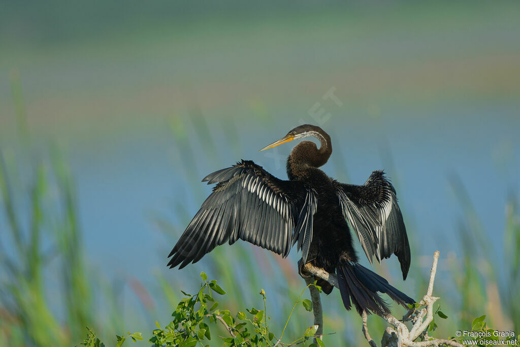 Anhinga roux