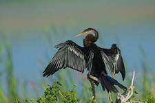 Anhinga roux