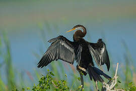 Oriental Darter